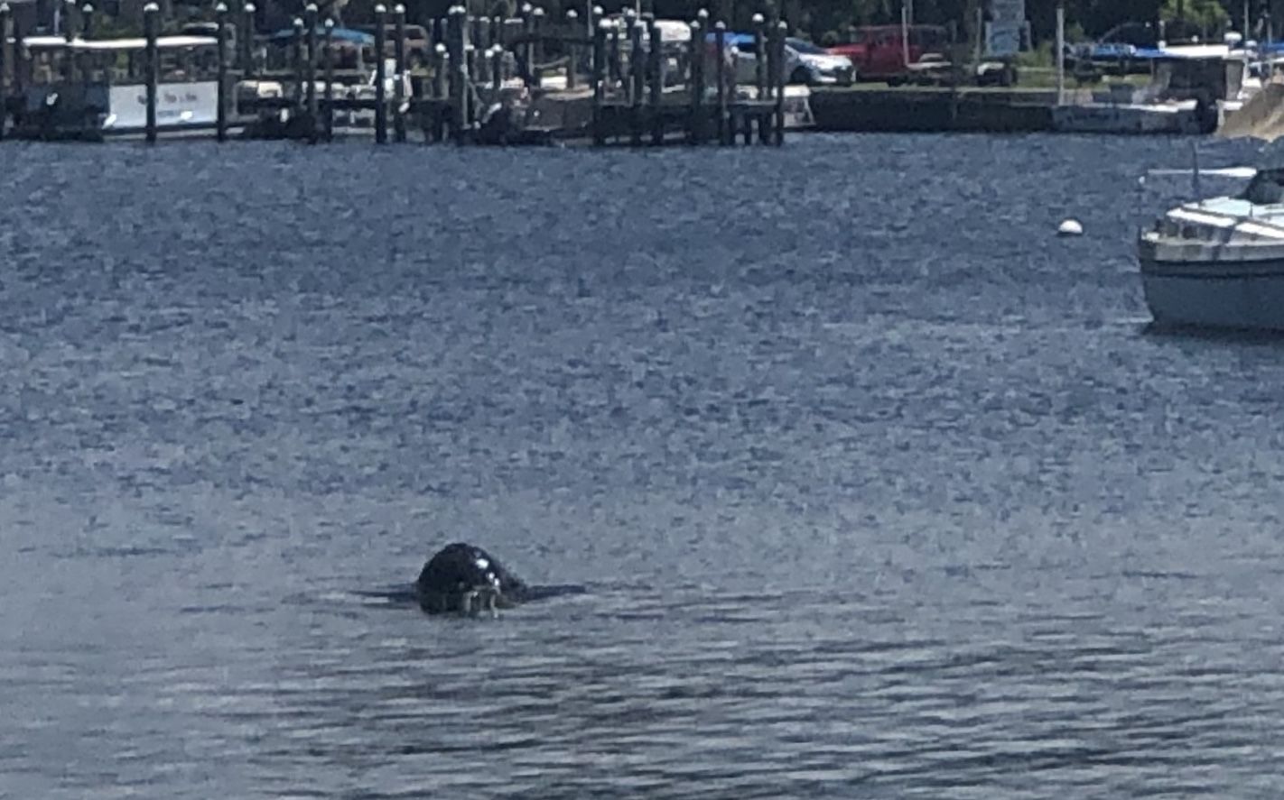 Pilot Whale King's Bay Sighting 1